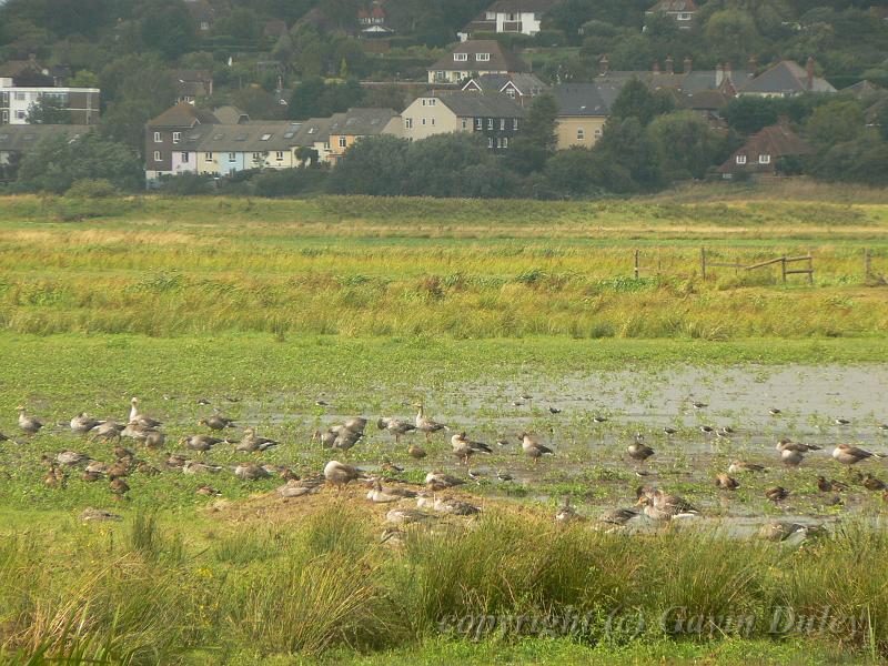 Geese, Pulborough Brooks P1120938.JPG